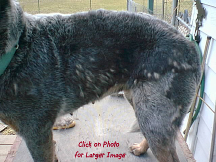 Bk Blue Heeler Puppies For Sale Texas, Australian Cattle 