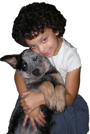 australian cattle dog pic