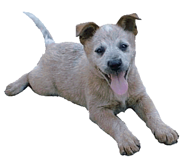 Australian Cattle Dog (aka